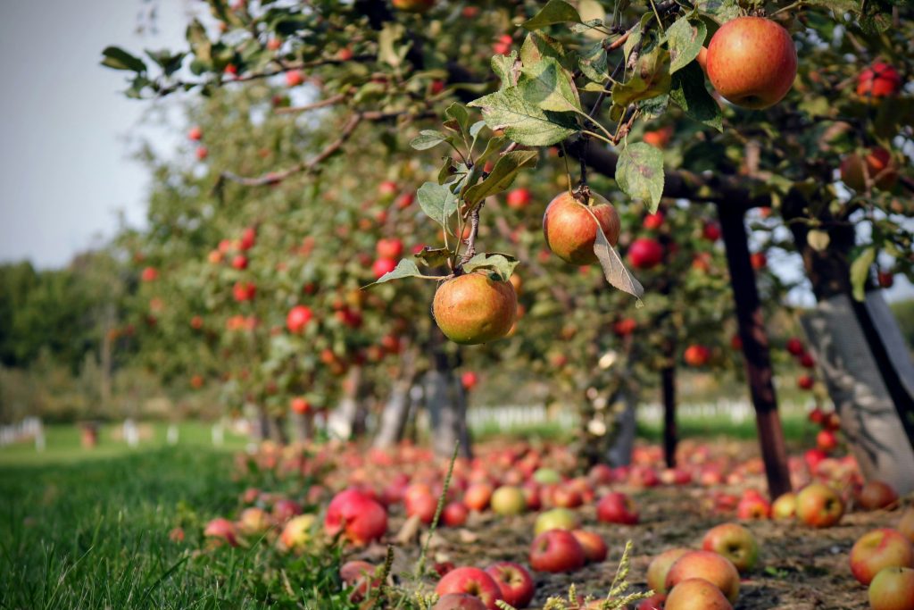 TOP Programma Fruitteelt