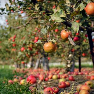 TOP Programma Fruitteelt