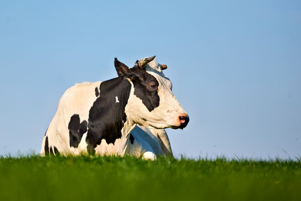 TOP Programma Melkveehouderij