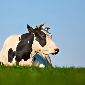 TOP Programma Melkveehouderij